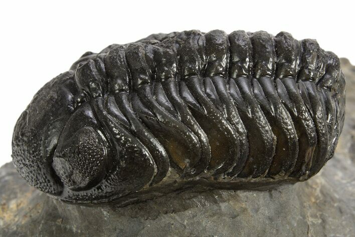 Bargain, Austerops Trilobite - Ofaten, Morocco #325989